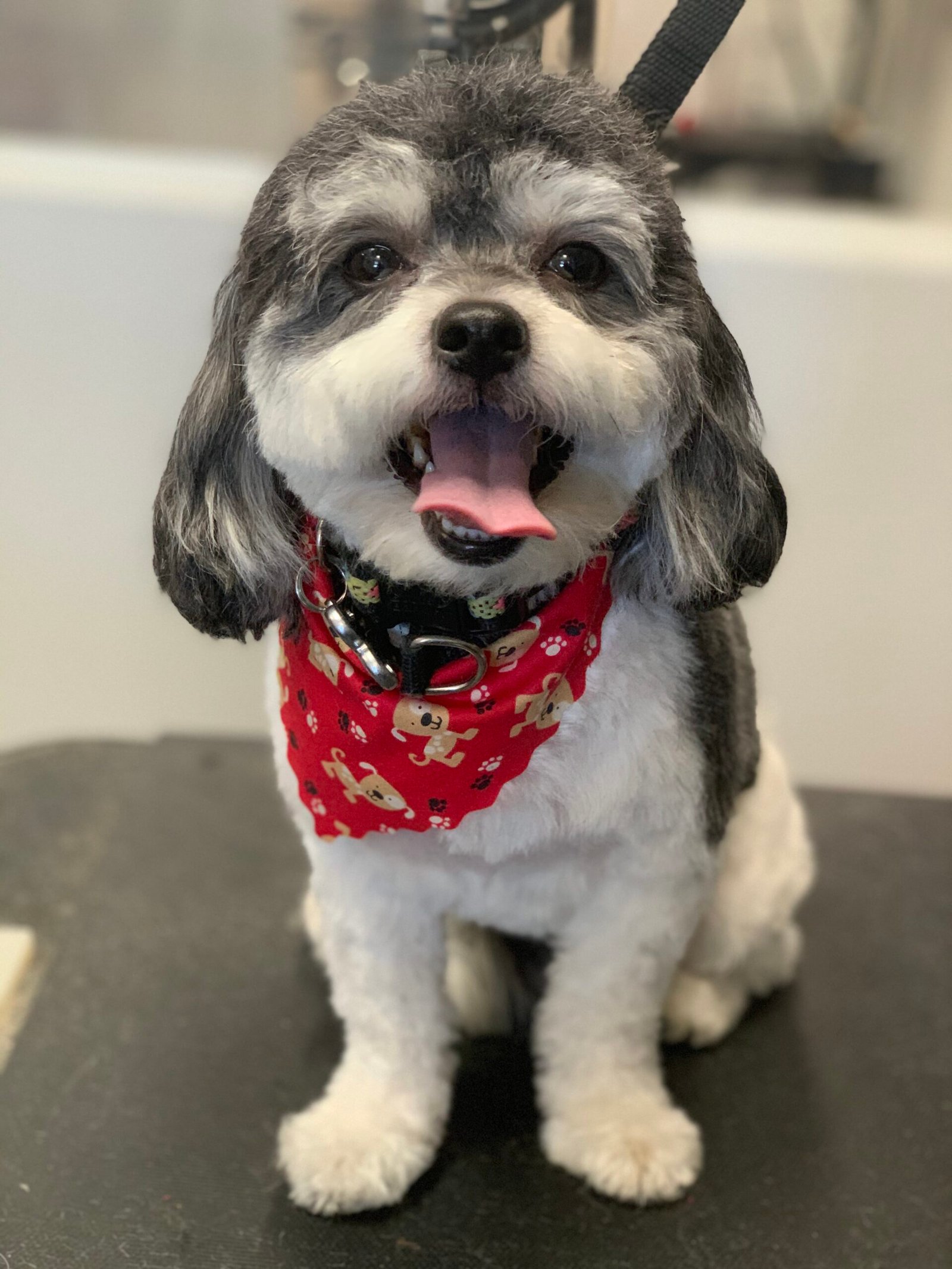 maltipoo dog freshly groomed wearing a red bandana